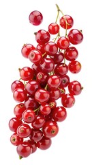 A Bunch of Fresh Red Currants Isolated on White Background