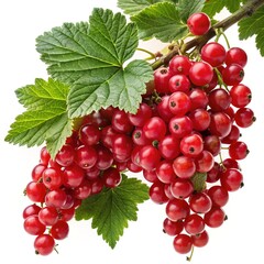 Fototapeta premium A Bunch of Ripe Red Currants on the Branch with Lush Green Leaves