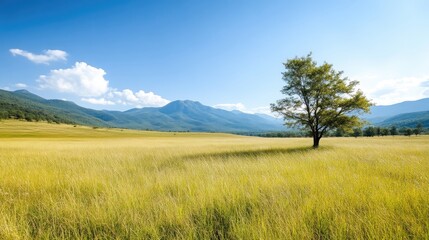 Obraz premium Vast golden meadow stretches to a mountain range, solitary tree in the center