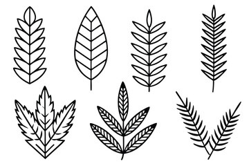 Shield Fern Leaf Line Art Drawing for Botanical Art Projects