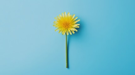 Beautiful dandelion on solid blue background