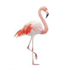 Obraz premium Flamingo in Classic One-Leg Pose Realistic Style Transparent Background