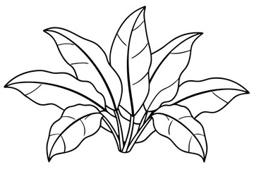 Plantain Leaf Line Art Drawing for Natural Artwork Display  