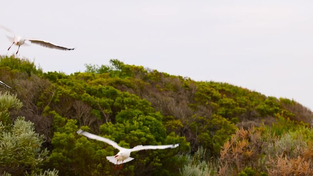 Red-Billed Gulls Soaring Over Ocean Grove Landscape