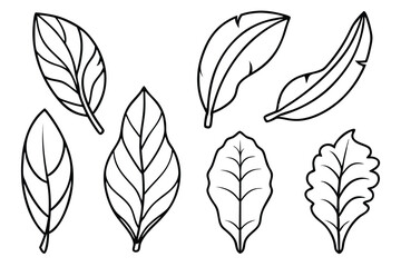 Plantain Leaf Line Art Sketch for Organic Design Theme  