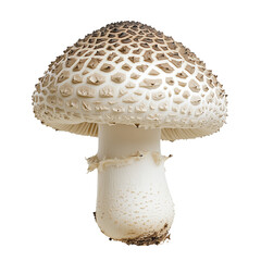 Mushrooms on transparent background