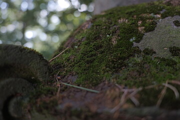 Obraz premium 生える苔