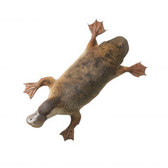Fototapeta premium Photorealistic Platypus with Webbed Feet and Bill Transparent Background