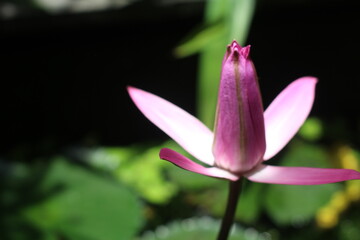 lotus flowers blooming in the water