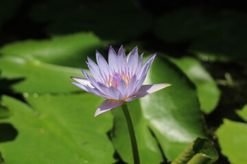 lotus flowers blooming in the water