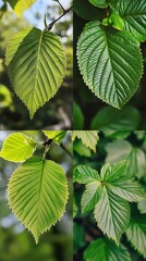 Four vibrant green leaves collage.