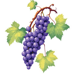 Obraz premium Vsai bunch of purple grapes hanging from vine with green leaves