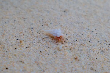 白い砂浜のヤドカリ