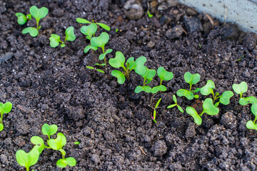 Young seedling sprouts close-up growing in the soil