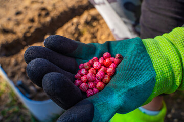 A hand in a rubber glove holds red pea seeds close-up on the background of a vegetable garden