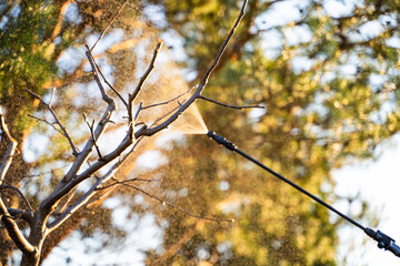 Spraying trees against pests and diseases in early spring at sunset