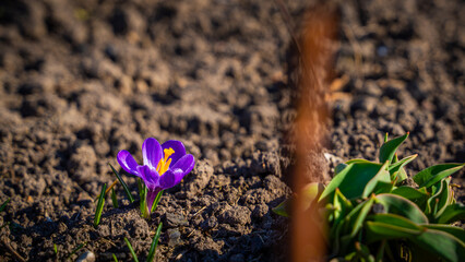 Purple crocus bloomed in early spring, close-up