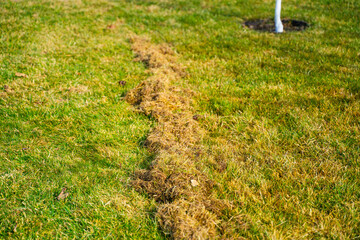 Amount of dry grass after raking the lawn after winter. Lawn care in spring