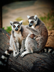 Fototapeta premium ring tailed lemur