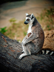 Fototapeta premium ring tailed lemur