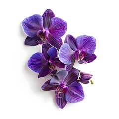 Obraz premium Purple Orchid Isolated on White Background. Beautiful Orchid Flower