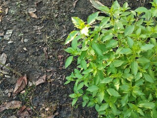Basil leaves plant (Ocimum americanum) in outdoor garden, copy space 