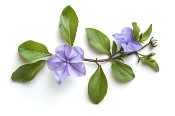 Obraz premium Purple Periwinkle Isolated on White Background. Beautiful Periwinkle Flower