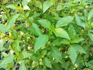 Basil leaves plant (Ocimum americanum) in outdoor garden 