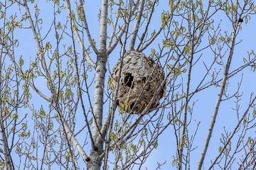 Hornet's nest in the branches of a poplar tree. Vespa sp. Bernesga River, León, Spain.