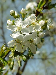 Close-up of delicate white cherry blossoms in sunlight