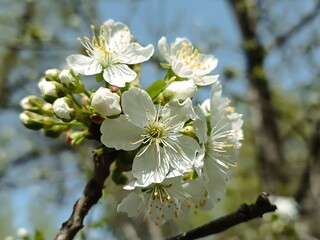 Close-up of delicate white cherry blossoms blooming in the spring sunlight