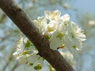 Close-up of white blossoms on a tree branch in spring