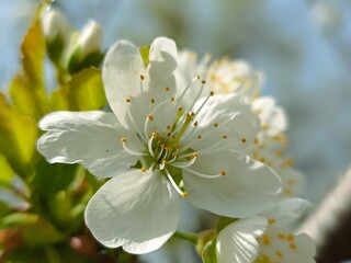 Close-up of a beautiful white cherry blossom in full bloom