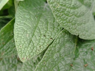 Closeup of textured green leaves