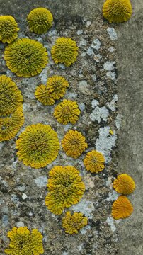 Bright yellow lichen clusters growing on a textured stone surface in a natural outdoor setting during daylight