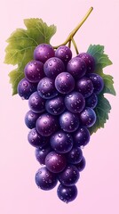Fototapeta premium isolated illustration of a luscious bunch of grapes with dew drops on a pastel light pink background, deep purple color