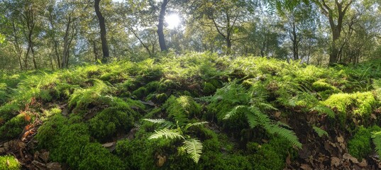 Obraz premium Sunlight filters through forest floor, moss and ferns