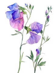Watercolor Sweet Pea Isolated on White Background. Beautiful Sweet Pea Flower