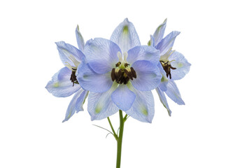 Obraz premium Beautiful blue delphinium flowers arranged elegantly against a white backdrop