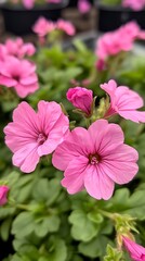 Captivating CloseUp of Pink Geraniums in Natural Setting with Delicate Details