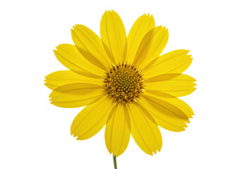 Naklejka premium Bright yellow flower with a central cluster of seeds against a black background