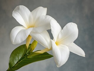 Obraz premium Close Up of Two White Flowers with Green Leaves on Textured Gray Background Floral Arrangement Still Life