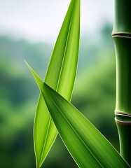 Obraz premium 春の風に吹かれた竹の葉が描く穏やかな瞬間、薄緑色の葉先がふわりと揺れ、静寂が広がる春の美しい風景