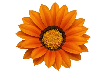 Vibrant orange sunflower in full bloom against a clear background