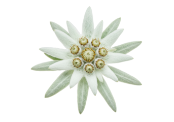 Elegant edelweiss flower with white petals and yellow centers on a dark background