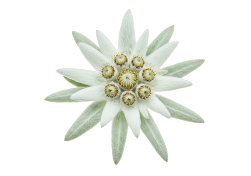 Elegant edelweiss flower with white petals and yellow centers on a dark background