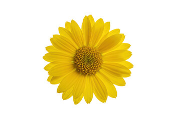 Fototapeta premium Bright yellow flower with a detailed center, isolated on a black background