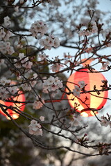桜まつり　桜と提灯