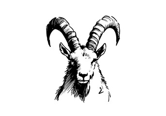 Ibex Mountain Goat hand drawn sketch illustration vector