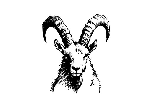 Ibex Mountain Goat hand drawn sketch illustration vector